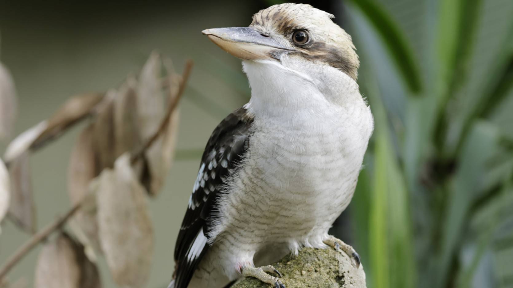 Laughing Kookaburra Bird Paradise Mandai Wildlife Reserve