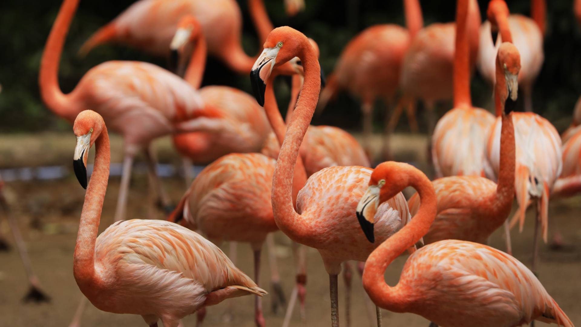 American Flamingo - Bird Paradise | Mandai Wildlife Reserve