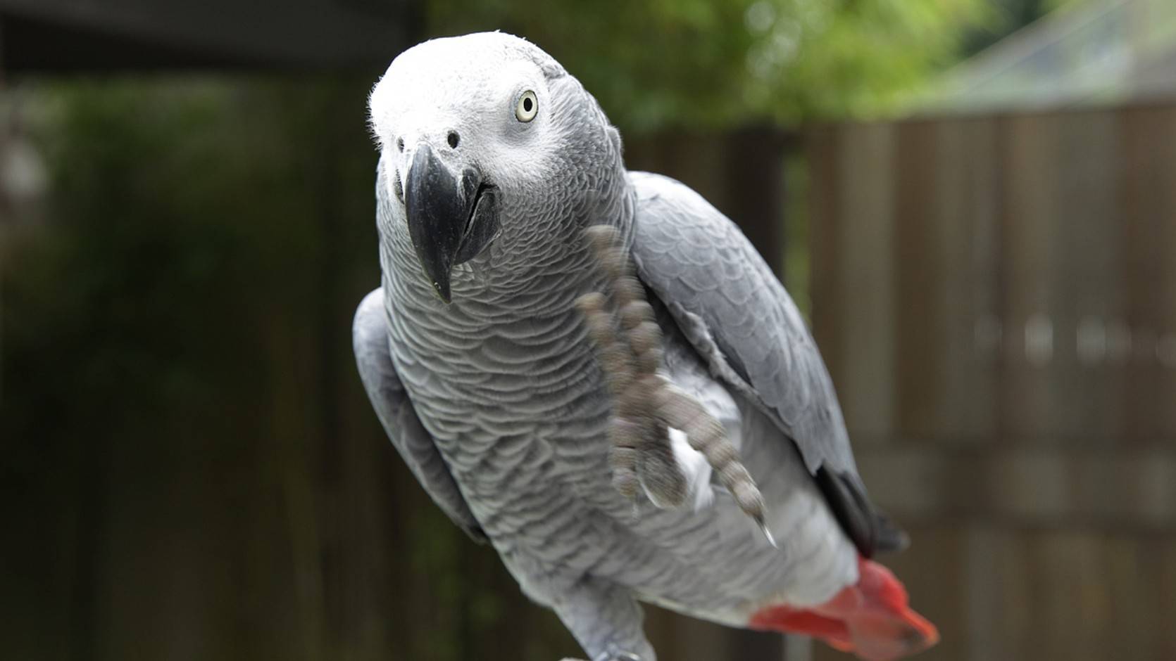 Grey Parrot Bird Paradise Mandai Wildlife Reserve