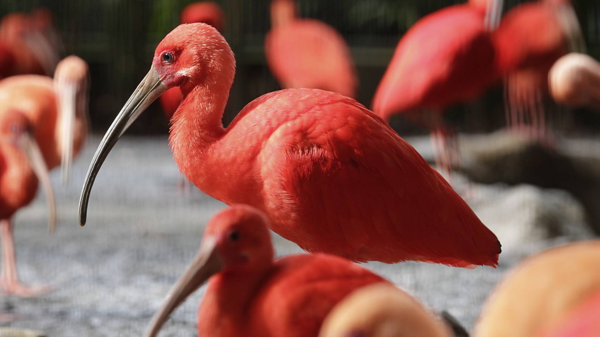 Scarlet Ibis - Bird Paradise | Mandai Wildlife Reserve