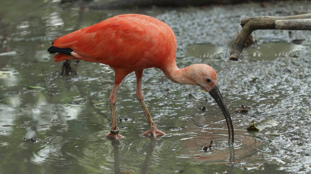 Scarlet Ibis - Bird Paradise | Mandai Wildlife Reserve