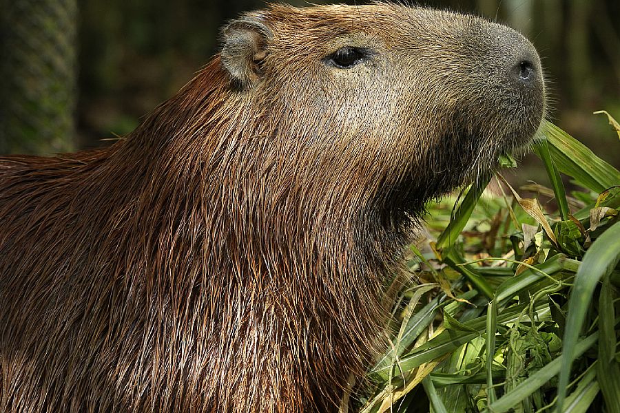 Capybara