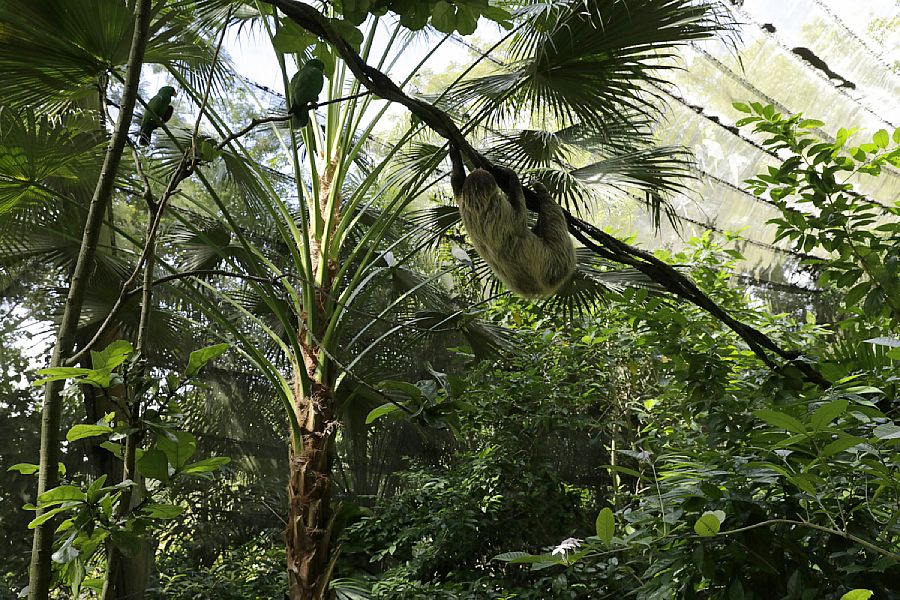  Linne's two-toed sloth