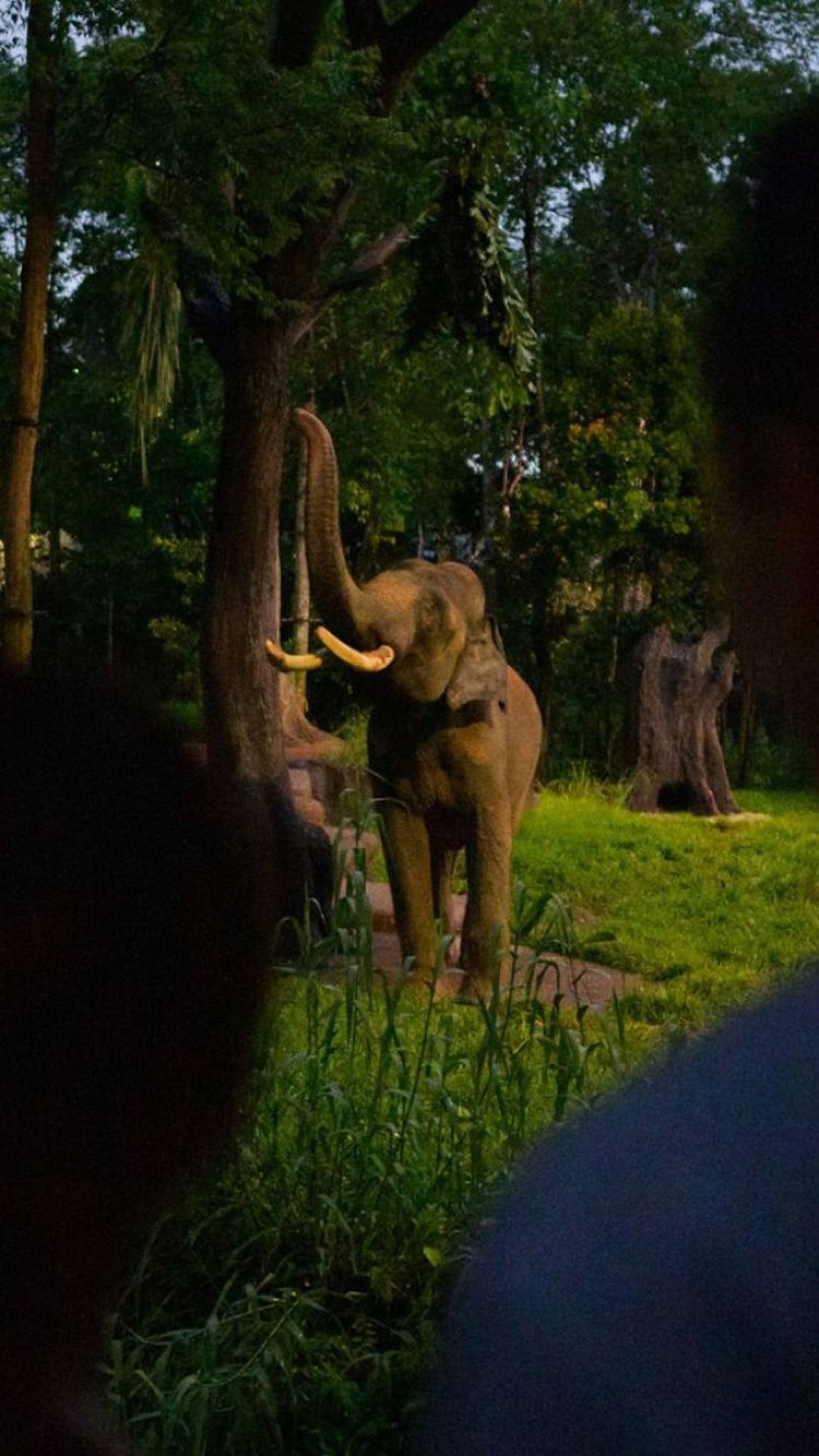 Guests looking at Asian Elephant from afar