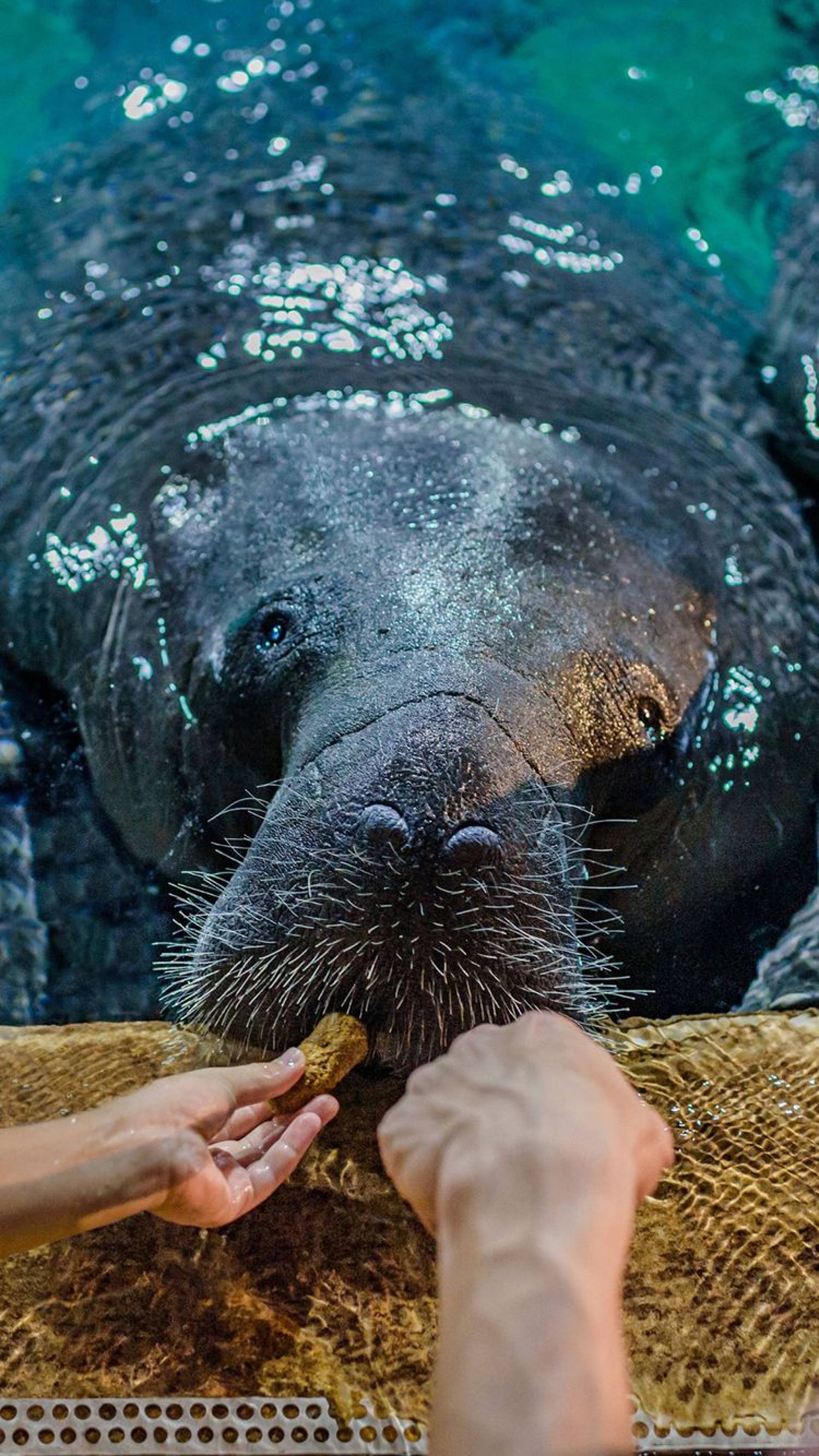 Guest feeding a manatee