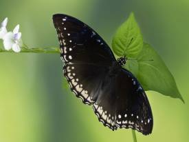 Little-known Native Animals