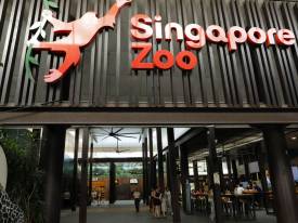 A self-guided visit to Singapore Zoo