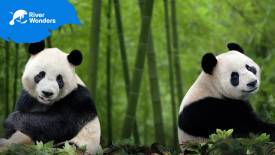 Giant Pandas