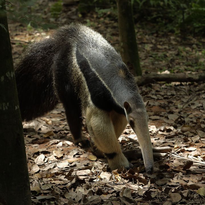 Animals & Trails - Night Safari | Mandai Wildlife Reserve