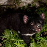 Tasmanian Devil Trail