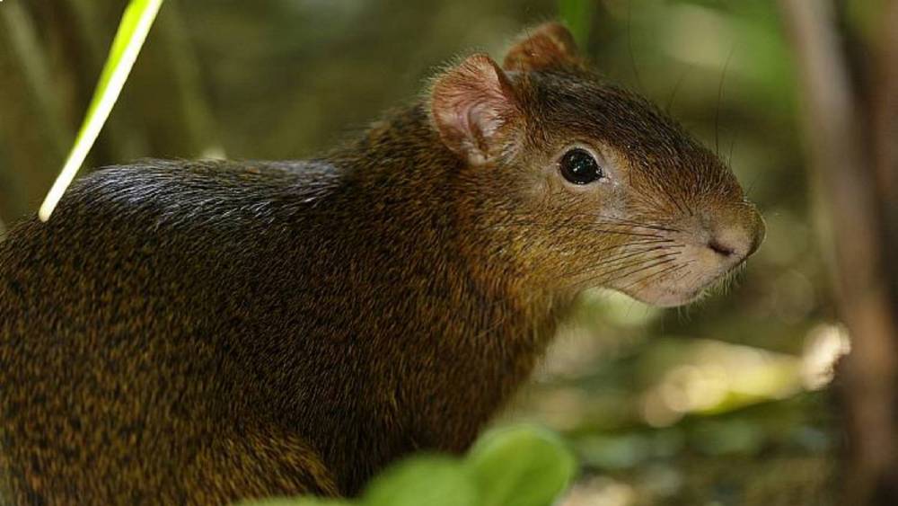 a close-up of Azara's agouti