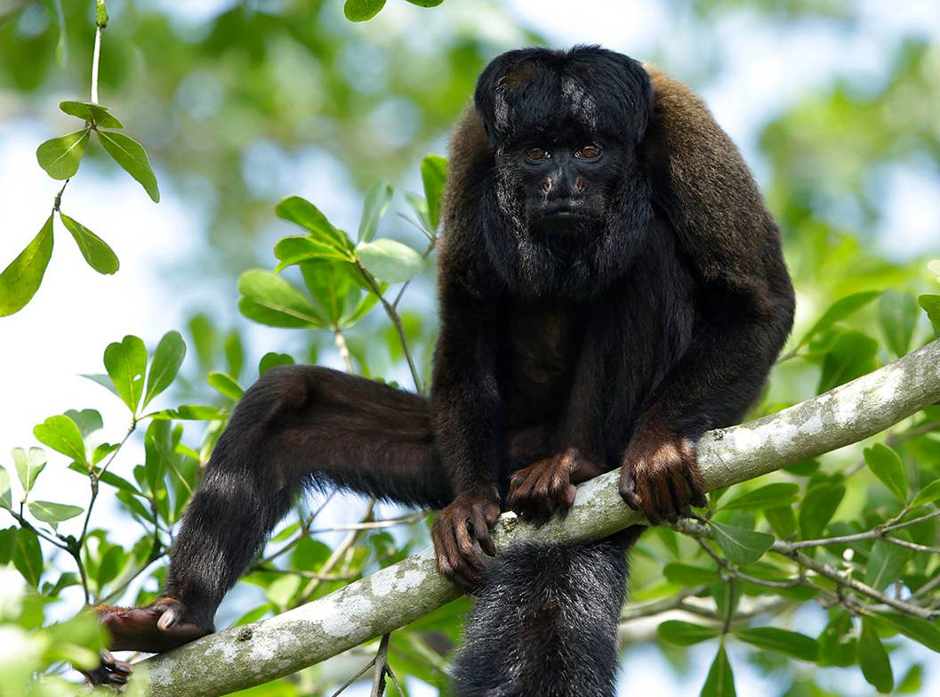 River Wonders | Mandai Wildlife Reserve