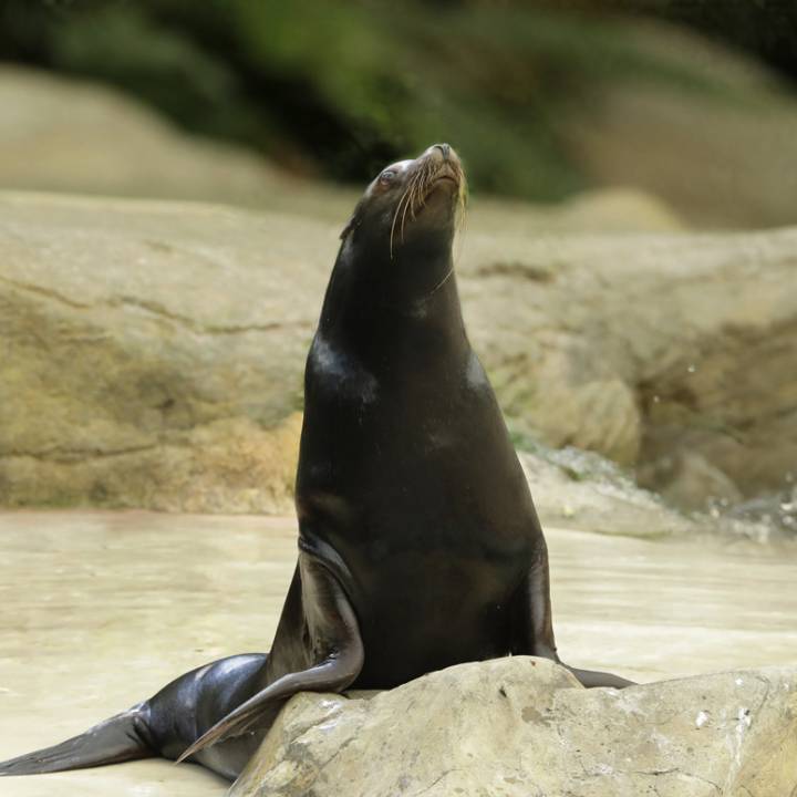 Sea Lion - Singapore Zoo