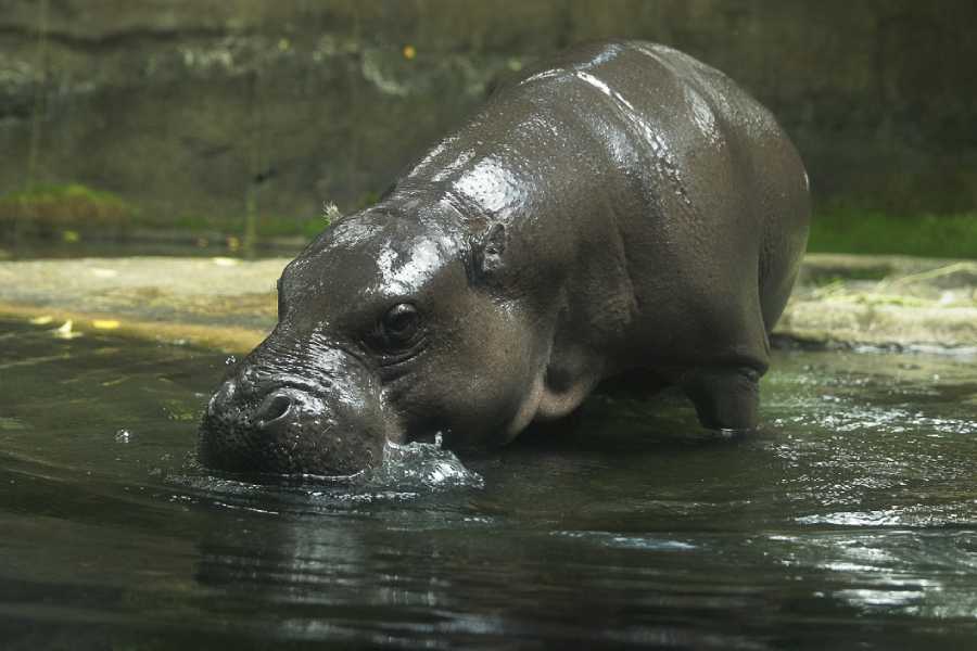 Pygmy hippo