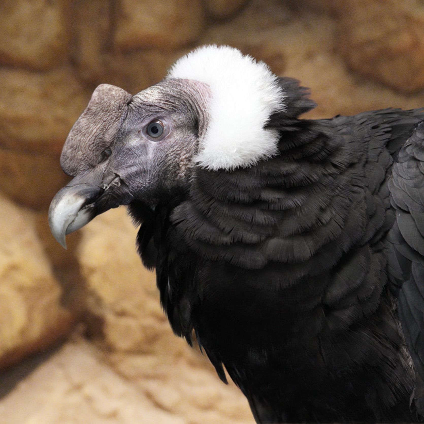 Birds of Prey - Jurong Bird Park