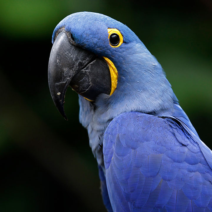 Macaws - Jurong Bird Park