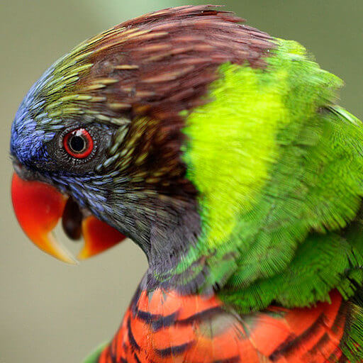 Lories and Lorikeets - Jurong Bird Park