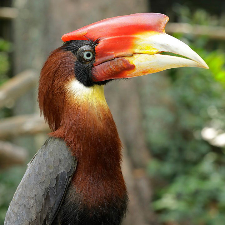 Hornbills and Toucans - Jurong Bird Park