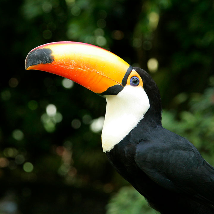 Hornbills and Toucans - Jurong Bird Park