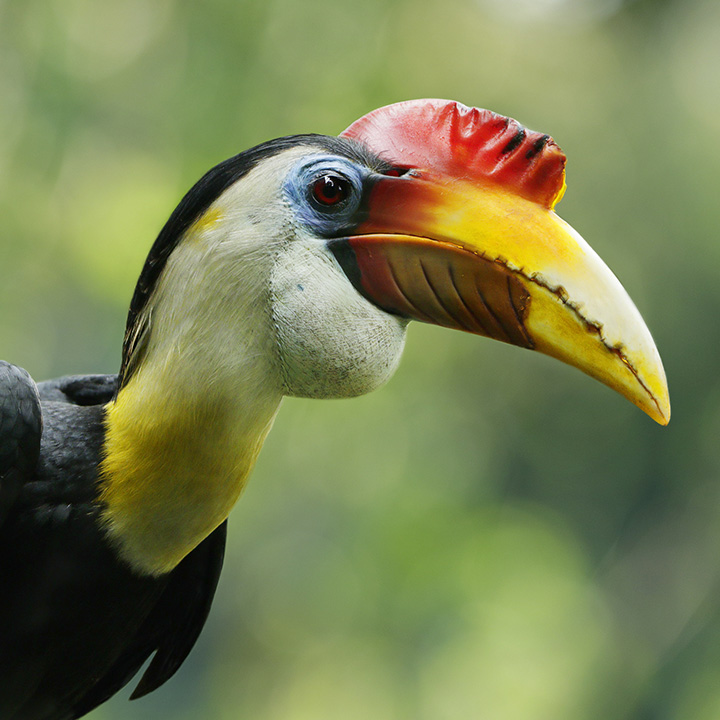 Hornbills and Toucans - Jurong Bird Park