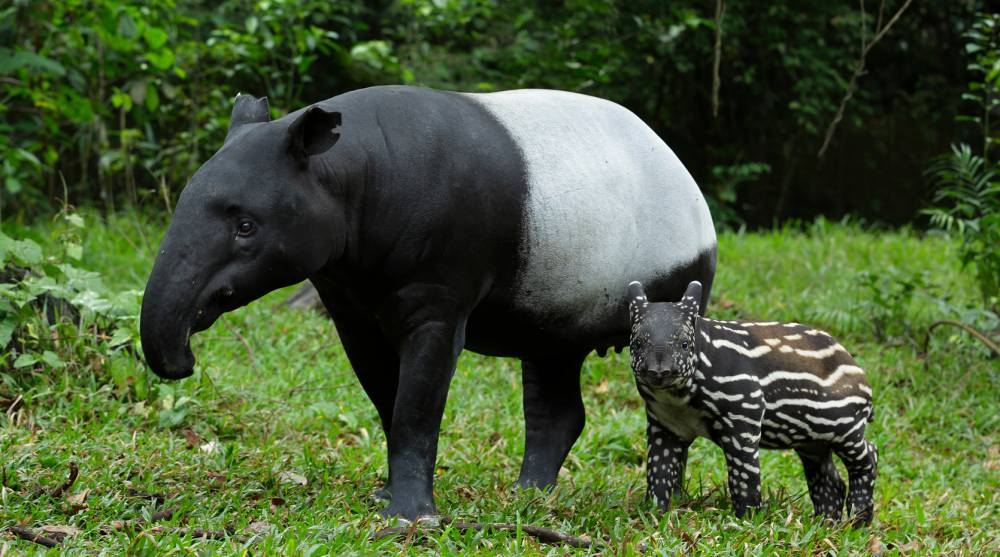 Malayan Tapir - Night Safari