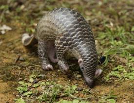 贝拉尼(Berani) ♂