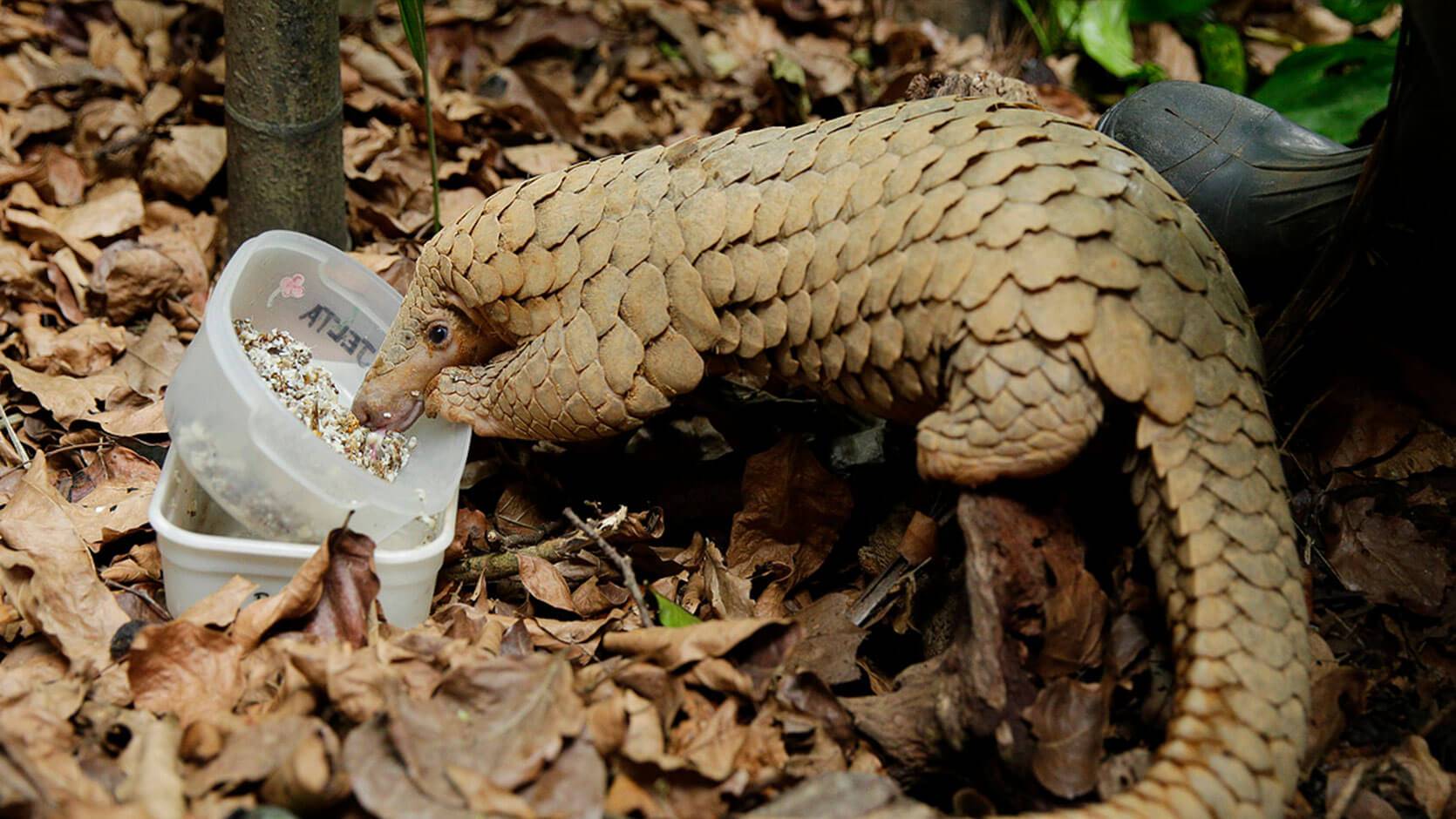 Platform v pangolin se. Малайский панголин. Хроники панголинов. Панголин самка. Панголин анатомия.