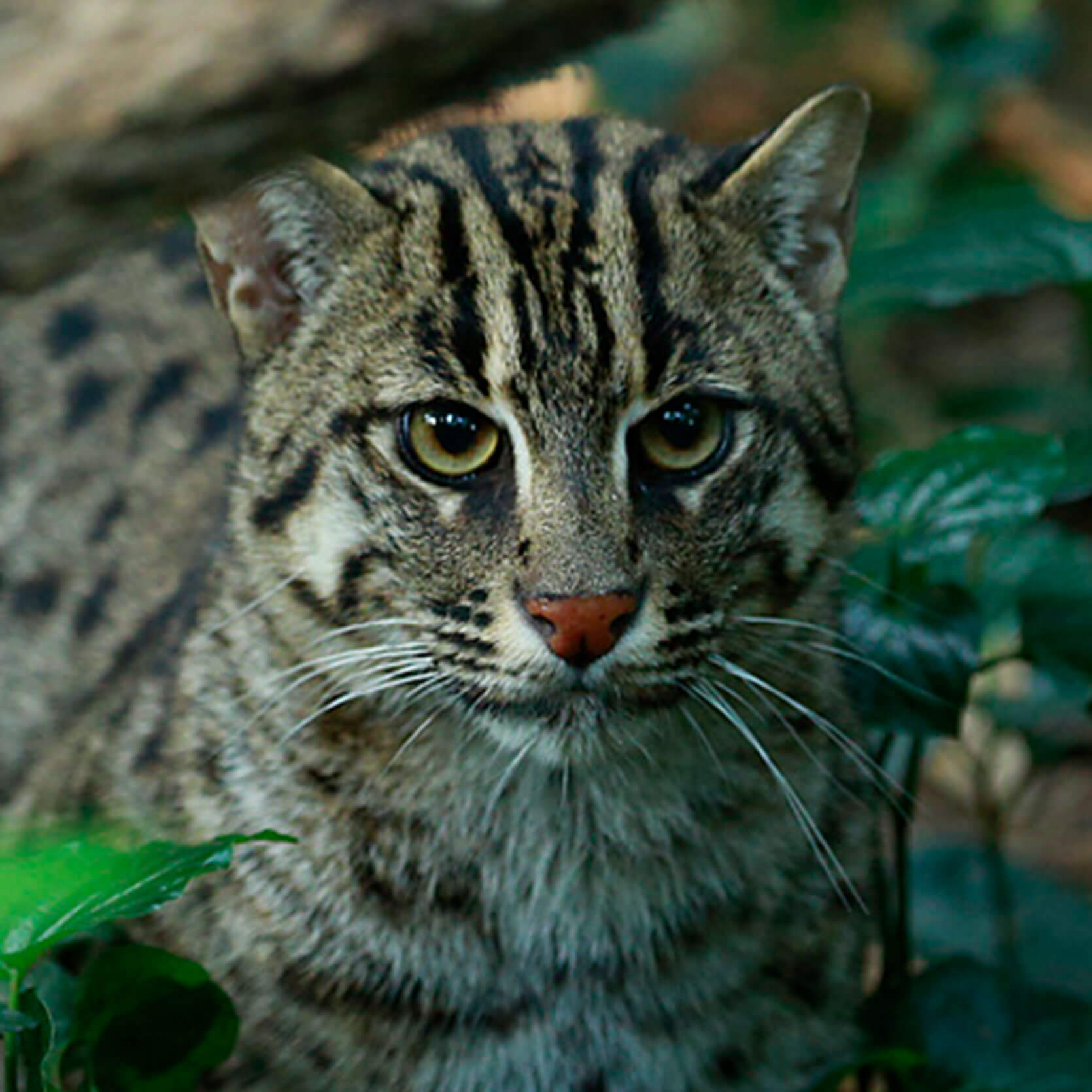 Details of the Fishing Cat's Trail