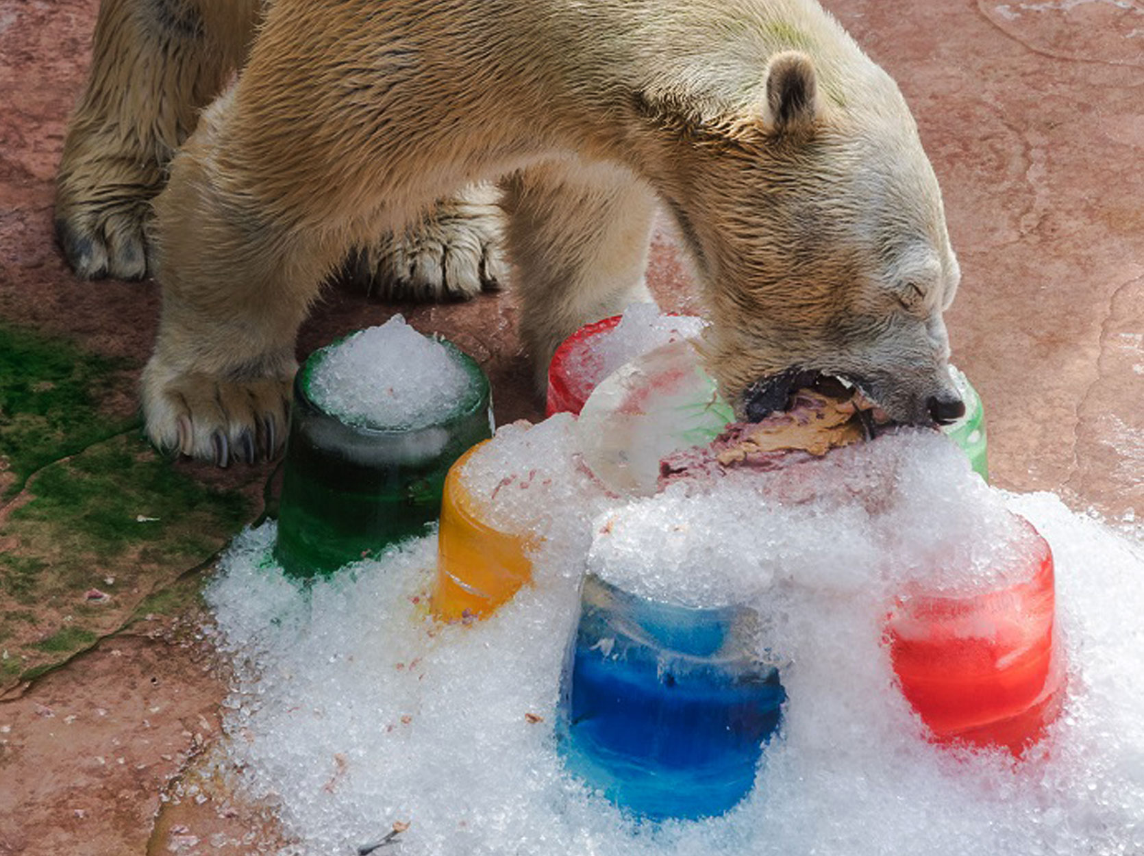 Press Room - Singapore Zoo's Polar Bear Inuka Turns 26