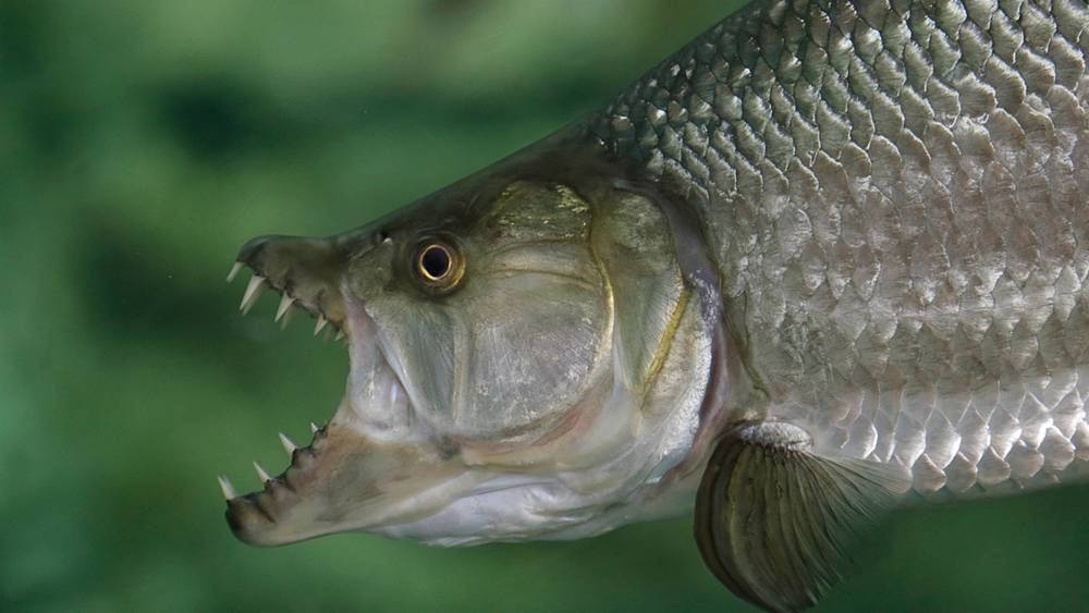 Goliath Tigerfish - River Wonders