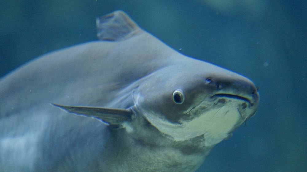 Mekong Giant Catfish - River Wonders