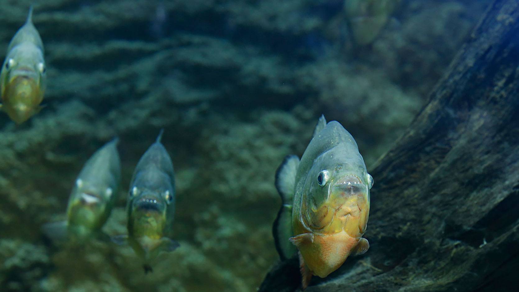 Red-bellied Piranha - River Wonders