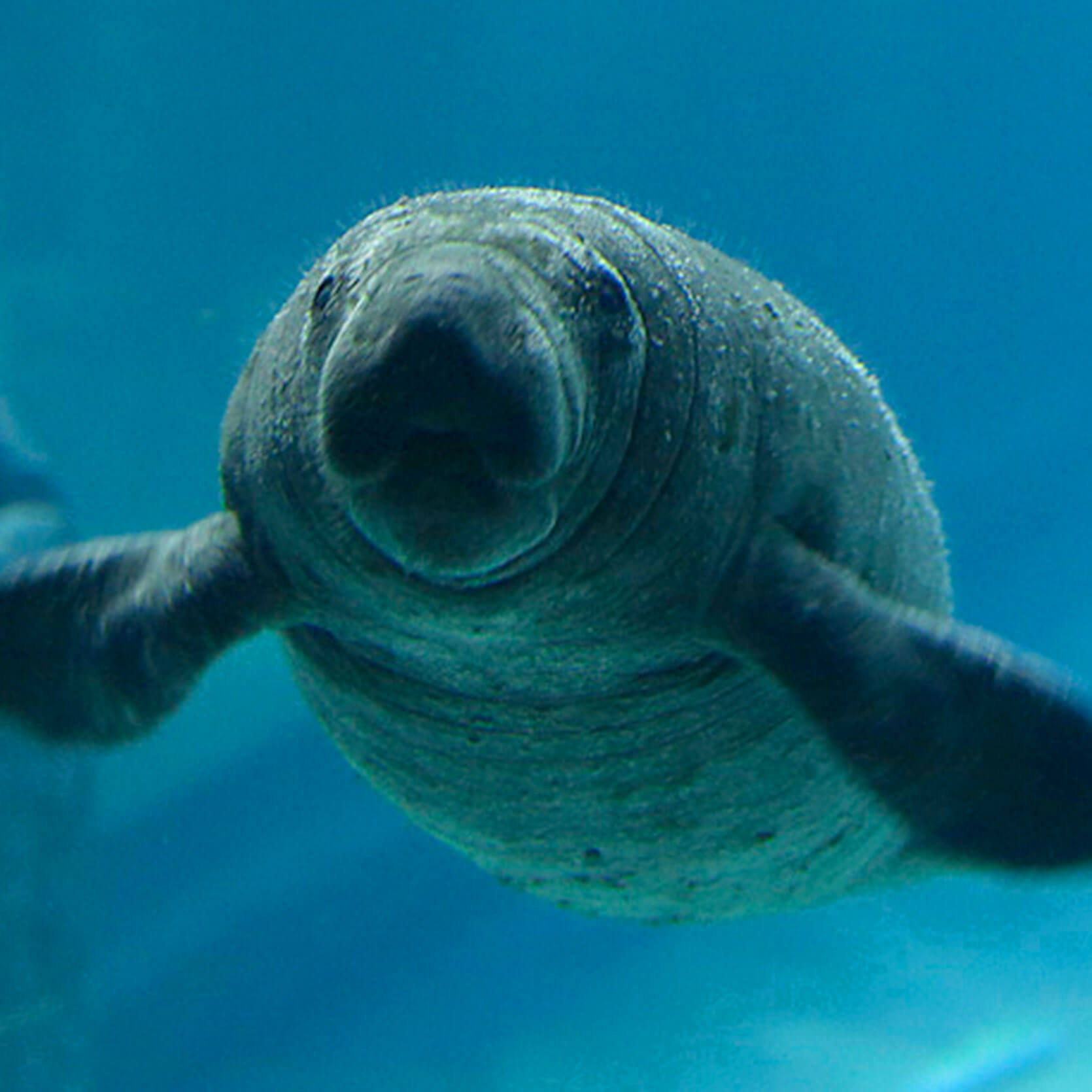 manatee-river-wonders