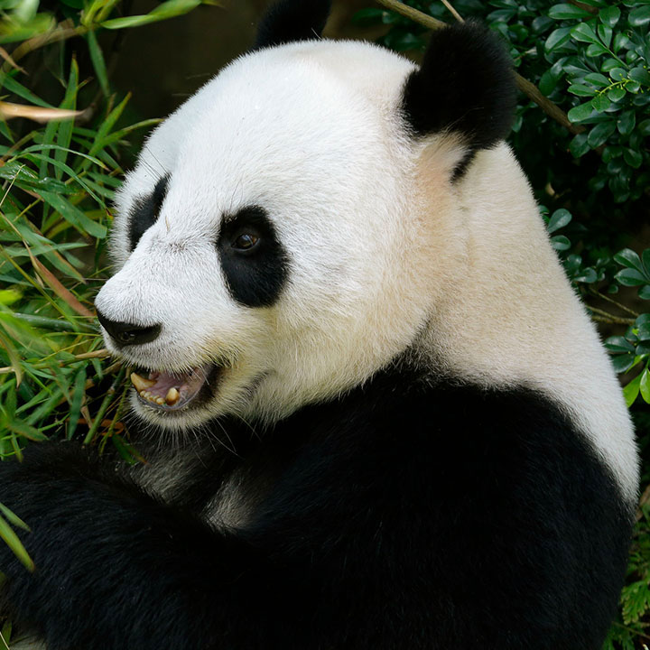 Pavilion Capital Giant Panda Forest - River Wonders