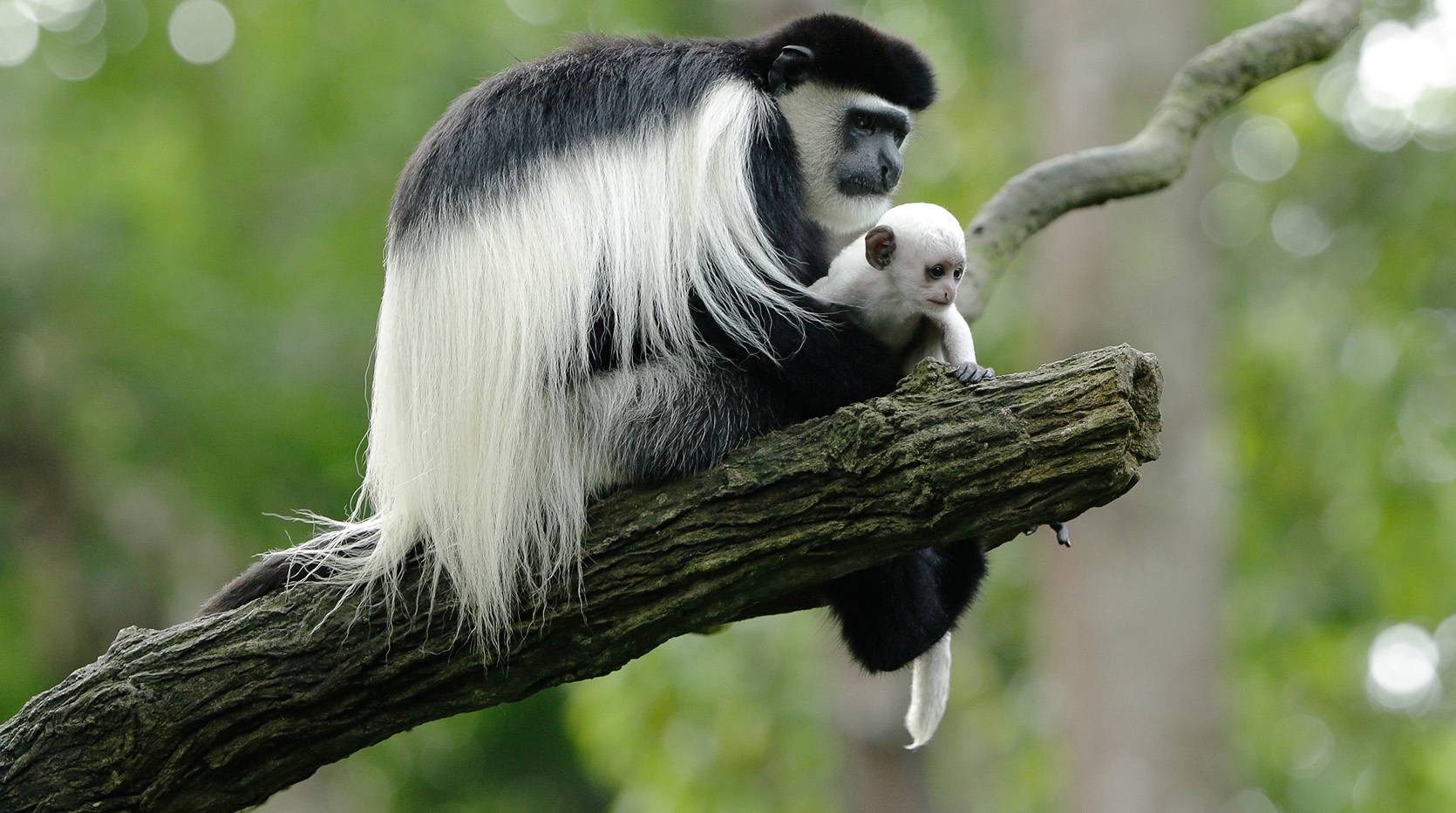 Black White Colobus Monkey - Singapore Zoo