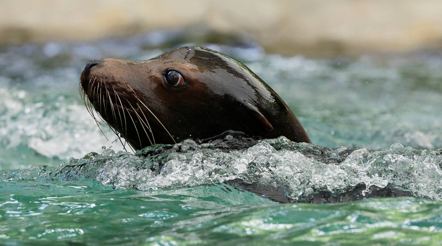 Sea Lion - Singapore Zoo