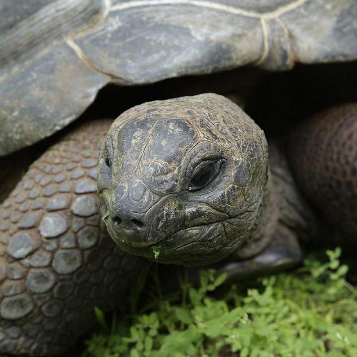 Aldabra Giant Tortoise - Singapore Zoo