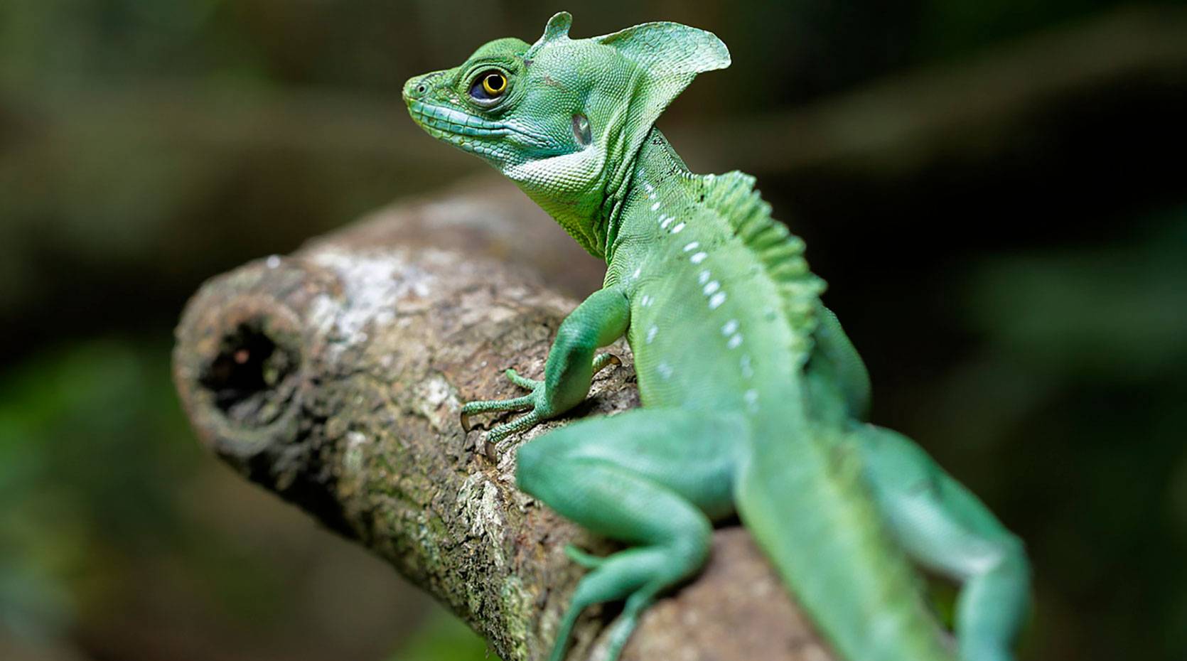 Green Basilisk - Singapore Zoo