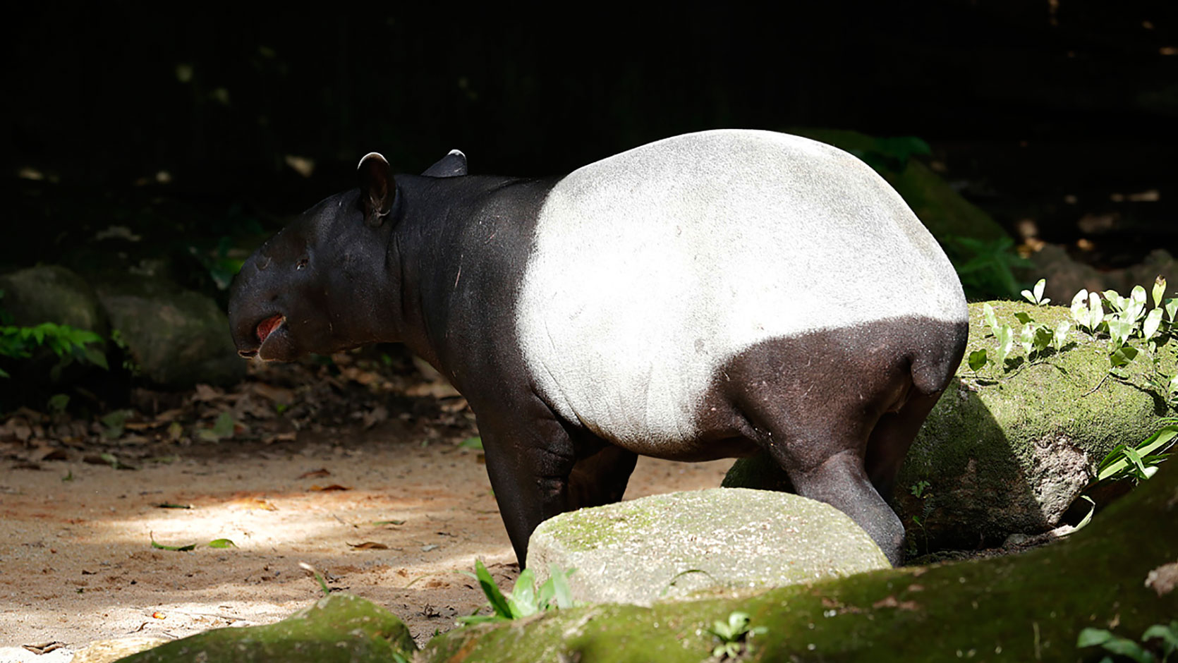 Tapir Fuck