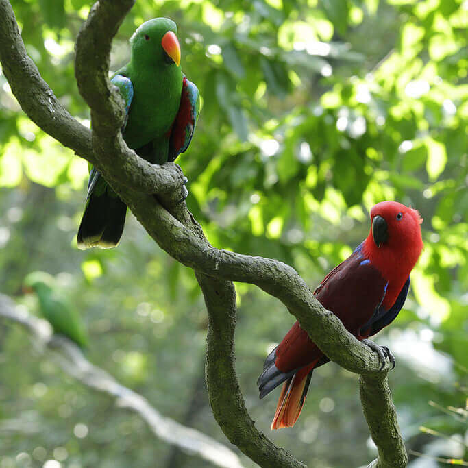 Fragile Forest - Singapore Zoo