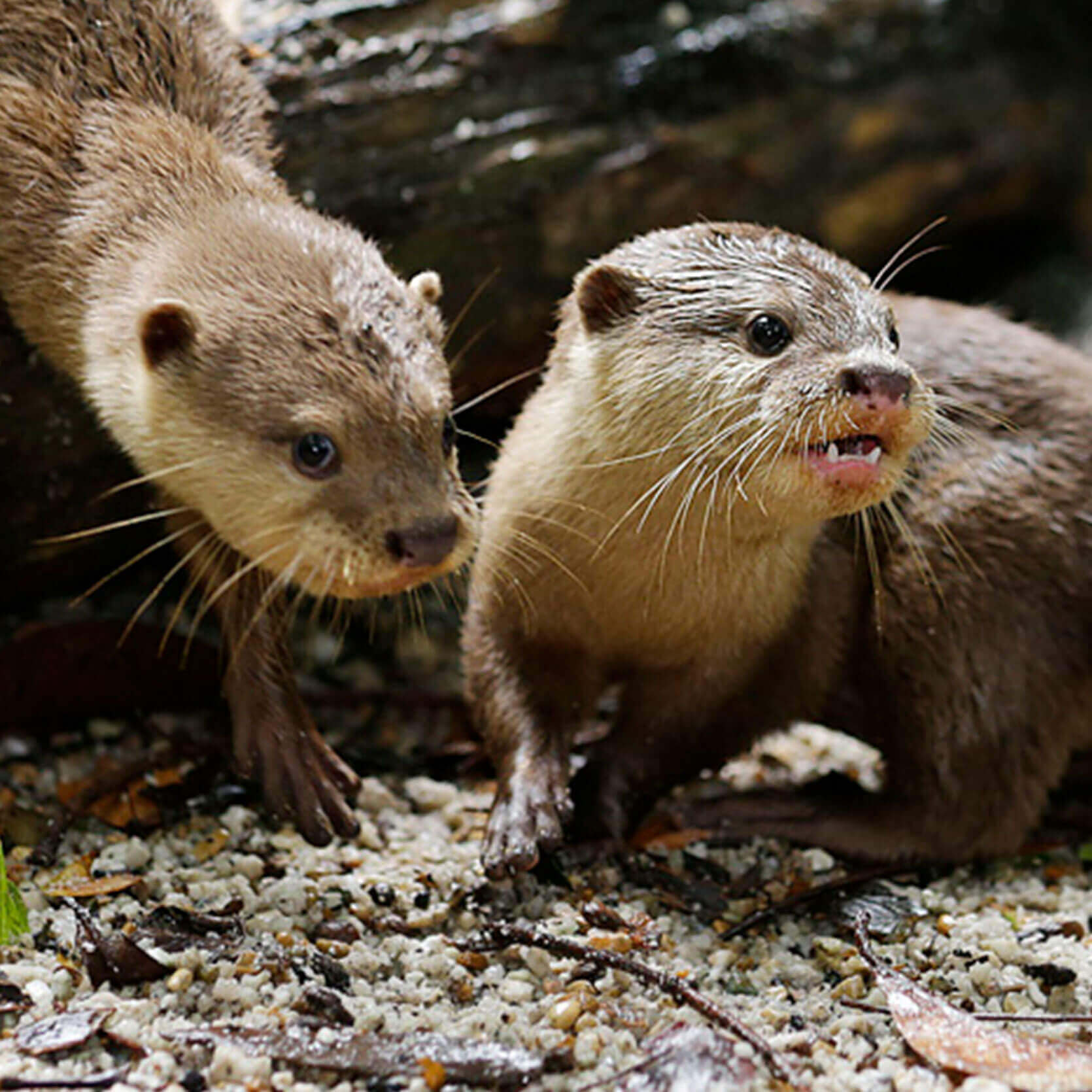 Asian Small-clawed Otter - Singapore Zoo