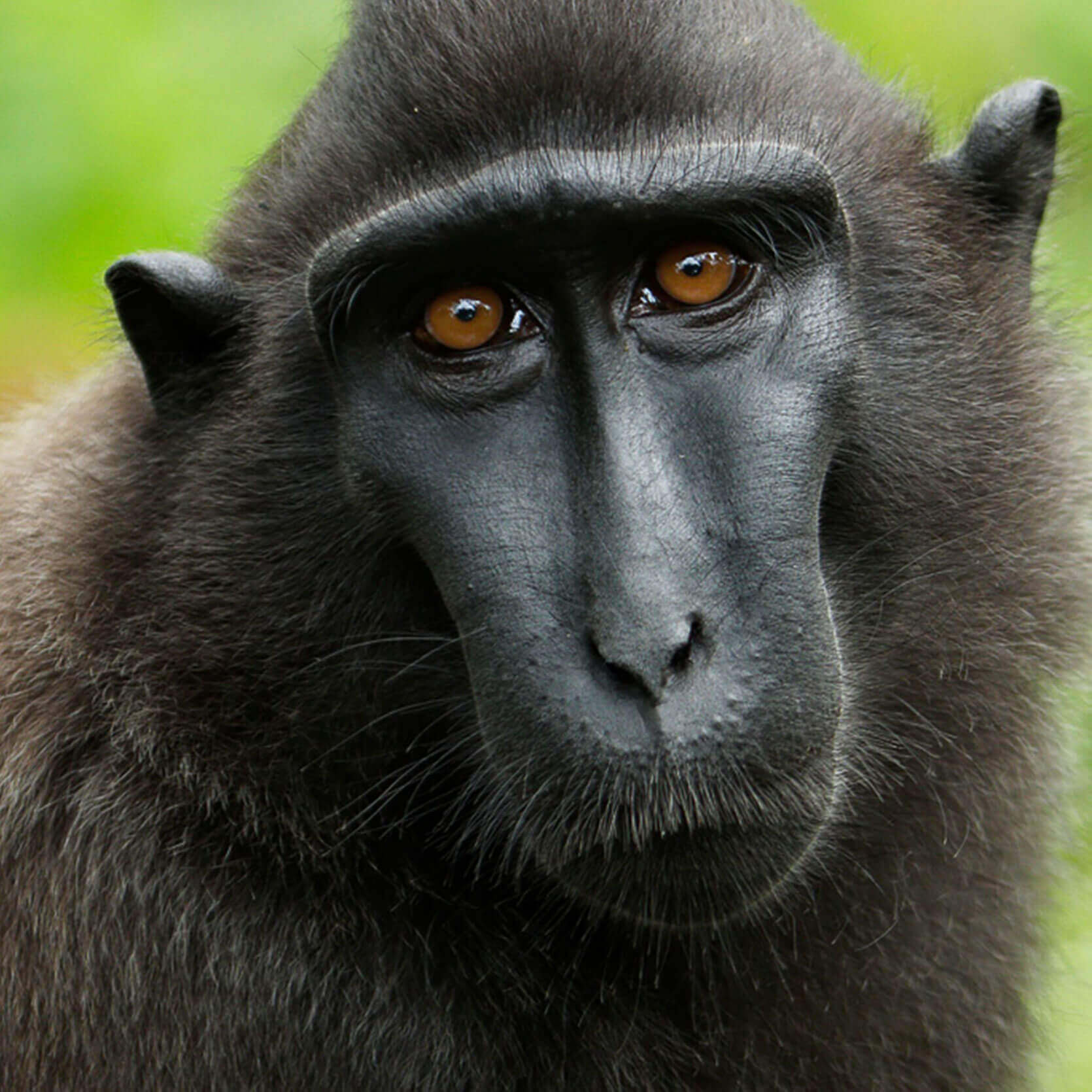 Celebes Crested Macaque - Singapore Zoo