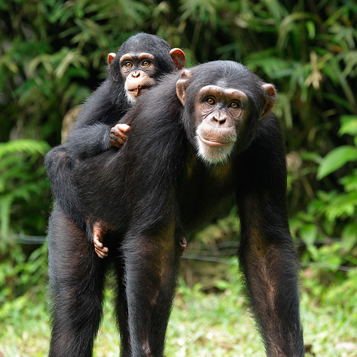 Chimpanzee - Singapore Zoo