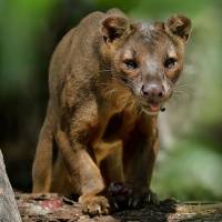 Fossa
