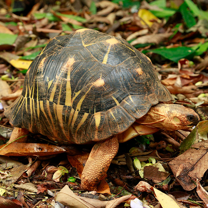 RepTopia - Singapore Zoo