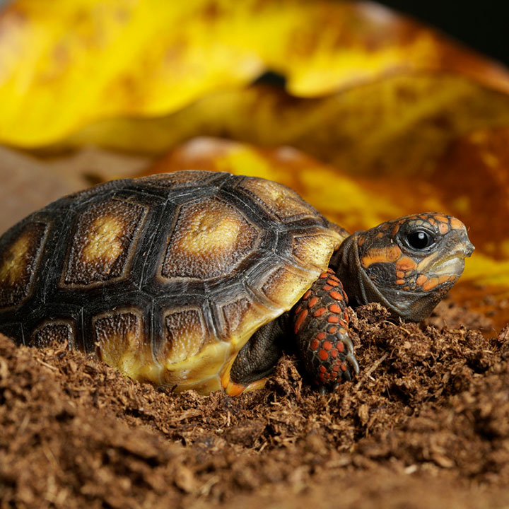 Tortoise Shelter - Singapore Zoo