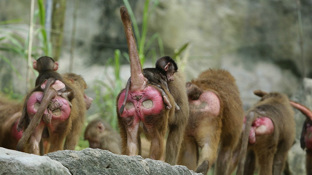 Baboon Eats Baby Gazelle Alive